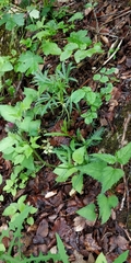 Carduus defloratus defloratus