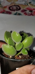Cotyledon tomentosa