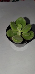 Cotyledon tomentosa