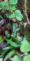 Carduus defloratus defloratus
