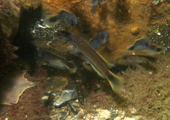 Trachinops caudimaculatus