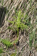Pedicularis foliosa