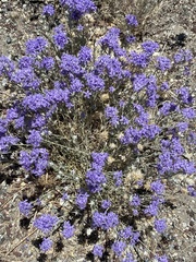 Eriastrum densifolium