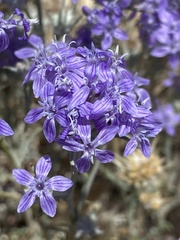 Eriastrum densifolium