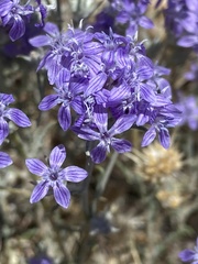 Eriastrum densifolium