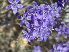 Eriastrum densifolium