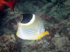 Chaetodon ephippium