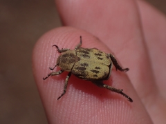 Hoplia dispar