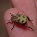 Hoplia dispar - Photo (c) Isaac Capp, some rights reserved (CC BY-NC), uploaded by Isaac Capp