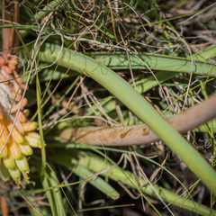 Kniphofia stricta