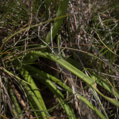 Kniphofia stricta