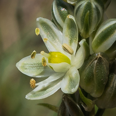 Albuca virens virens