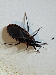 Triatoma lecticularia