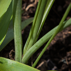 Albuca virens virens