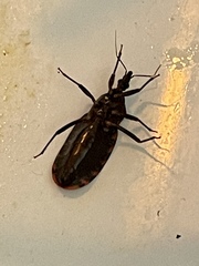 Triatoma lecticularia