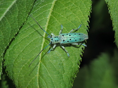 Saperda punctata