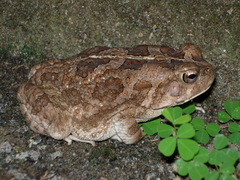 Sclerophrys regularis