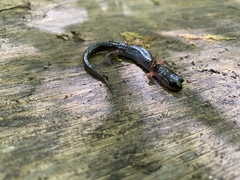 Plethodon shermani