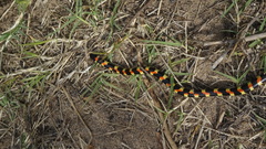 Homoroselaps lacteus