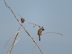 Lanius bucephalus