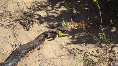 Bitis arietans arietans