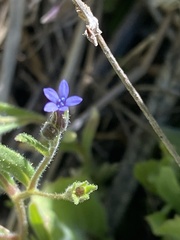 Allophyllum gilioides