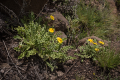 Arctotis arctotoides