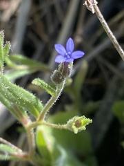 Allophyllum gilioides