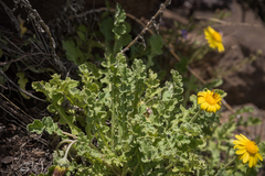 Arctotis arctotoides