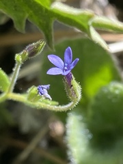 Allophyllum gilioides