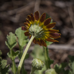 Arctotis arctotoides