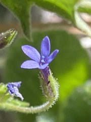 Allophyllum gilioides