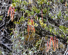Aetanthus mutisii
