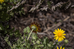 Arctotis arctotoides