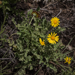 Arctotis arctotoides