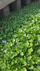 Pontederia crassipes