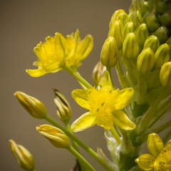 Bulbine narcissifolia
