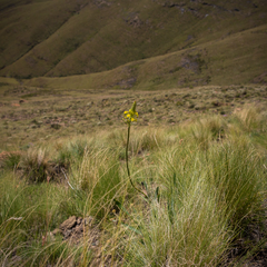 Bulbine narcissifolia