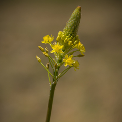 Bulbine narcissifolia