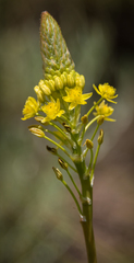 Bulbine narcissifolia
