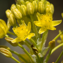 Bulbine narcissifolia