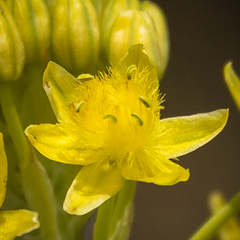 Bulbine narcissifolia