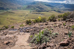 Bulbine narcissifolia