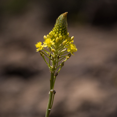 Bulbine narcissifolia
