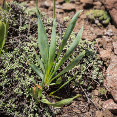 Bulbine narcissifolia