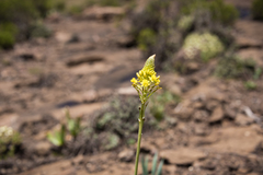Bulbine narcissifolia