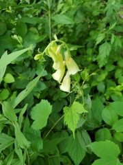Digitalis grandiflora