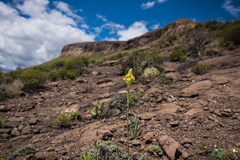 Bulbine narcissifolia