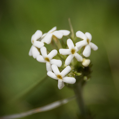 Manulea buchneroides