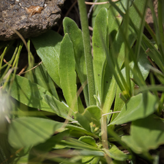Manulea buchneroides